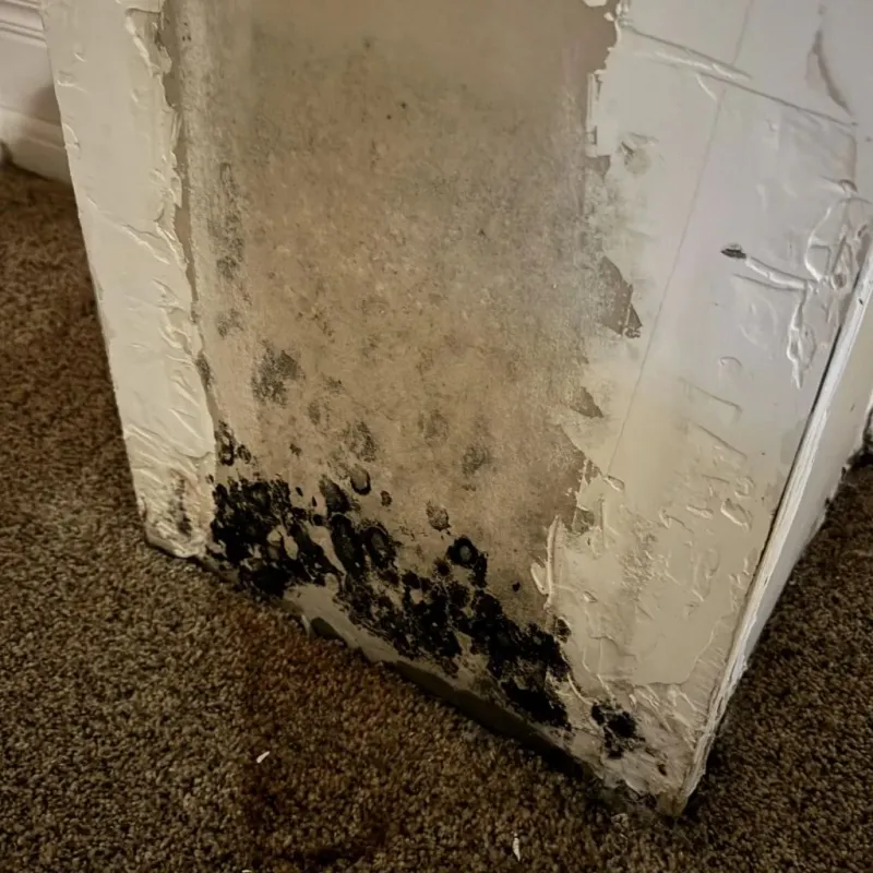 Professional Mold Removal in Marlinton, WV
